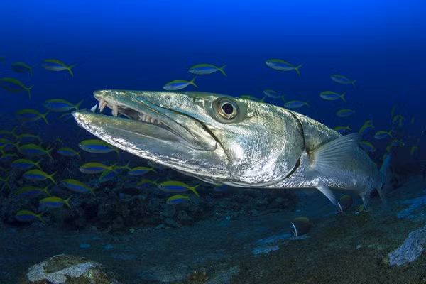 Barracuda (Cá nhồng Châu Âu) có thân hình thon dài gần 2m, bộ hàm dài tới gần 10cm và hàm răng sắc nhọn. vào mùa sinh sản, khi hàng trăm con Barracuda tập trung trong một khu vực, lượng thức ăn khan hiếm và chúng có thể ăn thịt cả đồng loại, con người hoặc những loài cá lớn cũng có thể trở thành mồi ngon cho một bầy Barracuda.