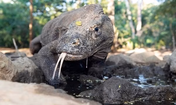 Rồng Komodo là loài ăn thịt vô cùng hung dữ. Nhiều người đã bị loài rồng này tấn công và ăn thịt. Đây là loài săn mồi vô cùng kinh hoàng với bộ máy tiêu hóa cực mạnh.