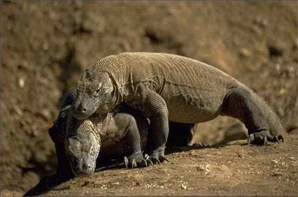 Rồng Komodo săn mồi bằng cách cắn và “tiêm” chất độc vào cơ thể con mồi. Vì thân hình cồng kềnh nên chúng sẽ để con mồi bỏ chạy. Tuy nhiên, con mồi đó sẽ dần bị tê liệt do tác dụng của nọc độc.