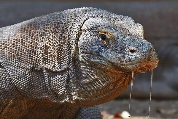 Rồng Komodo có thể sống thích hợp ở nhiều môi trường khác nhau. Chúng có khả năng lặn sâu 5m dưới mặt nước để mò cá, nhưng cũng có thể leo trèo như thằn lằn trên cây.