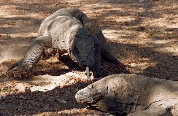 Vốn là loài ăn thịt hung dữ, rồng Komodo sở hữu bộ hàm cực khỏe, hàm răng cưa giống răng cá mập; đặc biệt, loài "hậu duệ của khủng long" này cực kỳ “phàm ăn”. Rồng Komodo rất phàm ăn và món ăn yêu thích của chúng là các loại thịt.