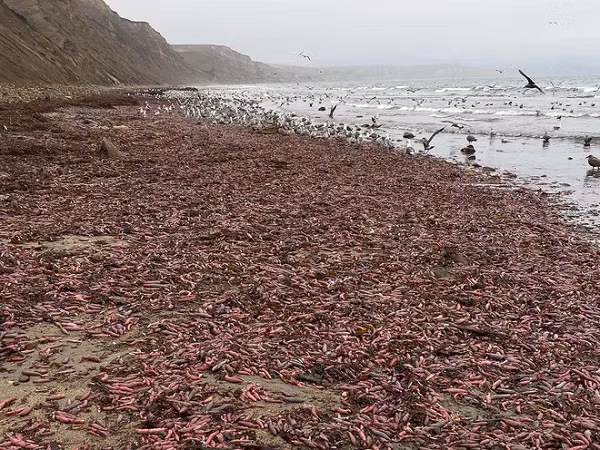 Vào năm 2019, một bãi biển ở California đã trở thành bãi đáp của hàng ngàn con cá “của quý” (Penis fish). Gọi là cá, nhưng thật chất đây là loài giun biển dài 25 cm, tròn tròn và có màu hồng, tên khoa học của chúng là Urechis caupo.