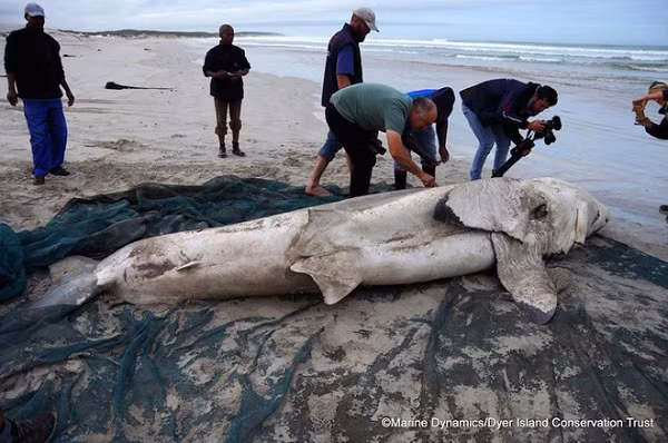 Vào 5 năm 2017, ba con cá mập trắng lớn (Carcharodon carcharias) dạt vào bờ biển Nam Phi. Phần khó hiểu là tất cả chúng đều thiếu lá gan, và một còn thiếu cả trái tim. Các nhà khoa học đã mổ cả ba con cá mập, kiểm tra vết thương của chúng để tìm ra nguyên nhân cái chết.