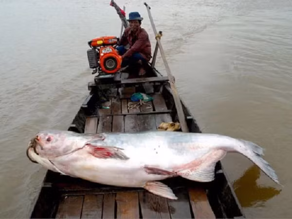 Ngày 13/11/2014, anh Võ Văn Giang (Đồng Tháp) cùng hàng xóm đã bắt được con cá tra dầu “khủng” nặng 135kg, dài hơn 1m. Cá tra dầu là loài cá đặc trưng sống ở vùng hạ lưu sông Mê Kông. Loài cá này có tên trong sách đỏ, có nguy cơ tuyệt chủng ở môi trường tự nhiên. Ảnh: Tin Mới.
