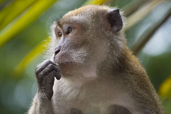 Khỉ đuôi dài thường có mào. Mặt có màu hồng. Con đực lớn thường có hai chỏm lông trắng trên miệng như bộ ria. Con cái có lông quanh mồm thưa hơn. Con non sinh ra có màu đen.