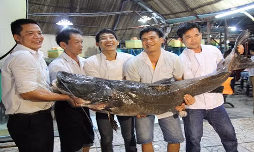 Đó là con cá lăng nước ngọt có trọng lượng lớn, với chiều dài hơn 2,2 m, vòng bụng 1,1 m. Cá lăng nặng khoảng 110 kg cực kỳ hiếm, bởi cân nặng thường gặp của cá lăng từ 2-10 kg, ít loại nặng từ 20 kg trở lên. Ảnh: Người Lao Động