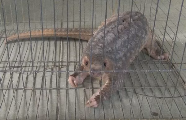 Vào lúc 22 giờ ngày 7/9, một con tê tê vàng quý hiếm bất ngờ chạy vào nhà ông Nguyễn Văn Thuận (62 tuổi, trú tại phường Phú Thượng, TP Huế, tỉnh Thừa Thiên - Huế).