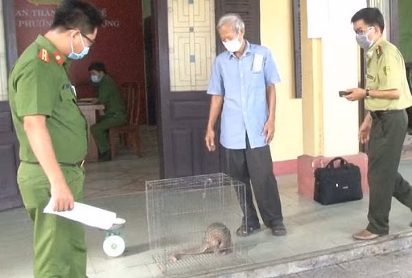 Nhận thấy đây là loài động vật quý hiếm, cần phải bảo vệ, trả về với thiên nhiên nên ông Thuận đã tự nguyện mang đến Công an phường Phú Thượng để giao nộp.