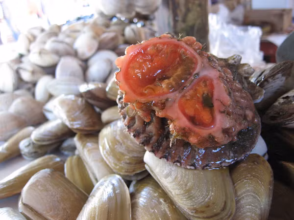 Mặc dù có vẻ ngoài đáng sợ, nhưng Pyura Chilensis lại được coi là một đặc sản. Người dân khu vực thường sử dụng Pyura Chilensis làm nguyên liệu để chế biến những món ăn.