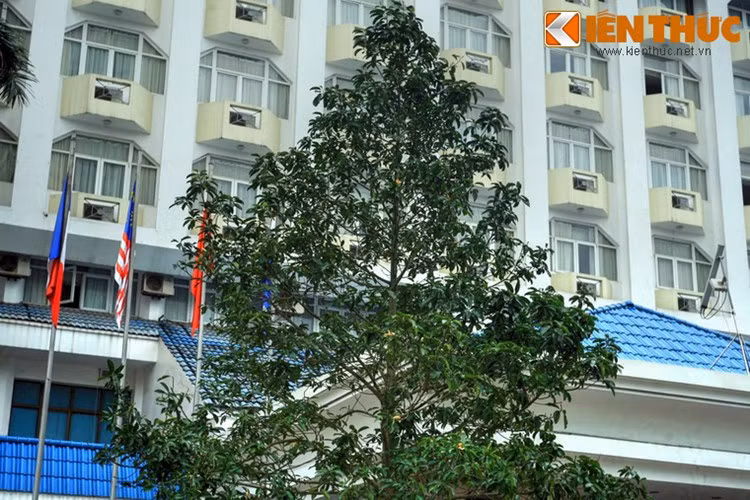 Cây được thay thế lần thứ 2 trên đường Nguyễn Chí Thanh.