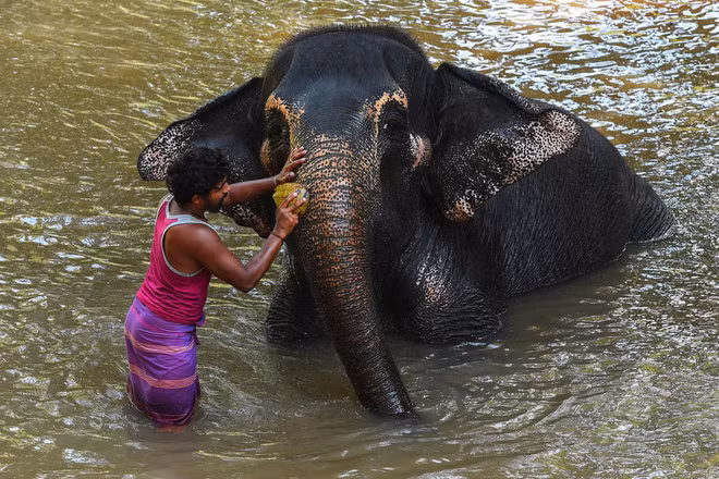 Quản tượng tắm cho voi dưới sông ở thành phố Pinnawala, Sri Lanka. (Nguồn Guardian)