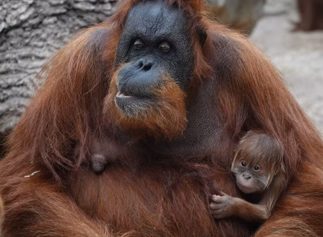 Đười ươi Sumatran bế con sơ sinh trong vườn thú Hagenbeck ở thành phố Hamburg, Đức. (Nguồn Guardian)