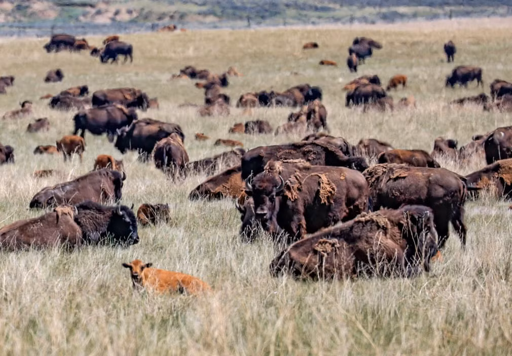 Đàn trâu rừng gặm cỏ trên cánh đồng gần thị trấn Wright ở bang Wyoming, Mỹ. (Nguồn Guardian)