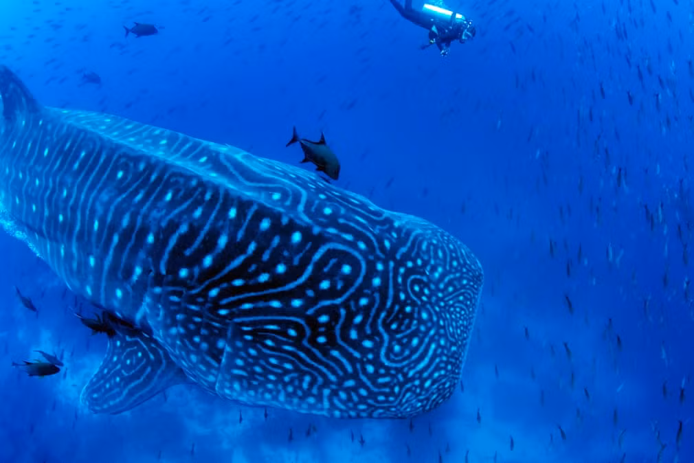 Cá mập voi bơi ngoài khơi đảo Darwin thuộc quần đào Galapagos. (Nguồn Guardian)
