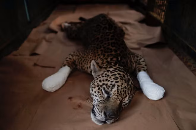 Con báo nghỉ ngơi sau khi được điều trị vết bỏng do cháy rừng ở Corumbá de Goiás, Brazil. (Nguồn Guardian)