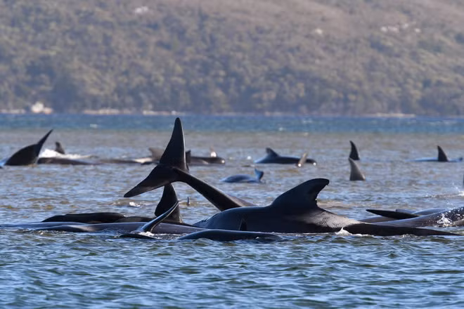 Khoảng 250 con cá voi hoa tiêu mắc cạn gần bờ biển ở Strahan, Australia. (Nguồn Guardian)