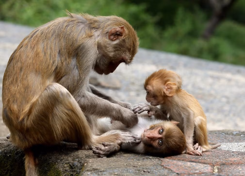 Khỉ mẹ bắt rận cho con của nó tại thành phố Pachmadi, Ấn Độ. (Nguồn Guardian)