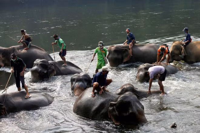 Công nhân người Myanmar tắm mát cho voi ở Kanchanaburi, Thái Lan. (Nguồn Guardian)