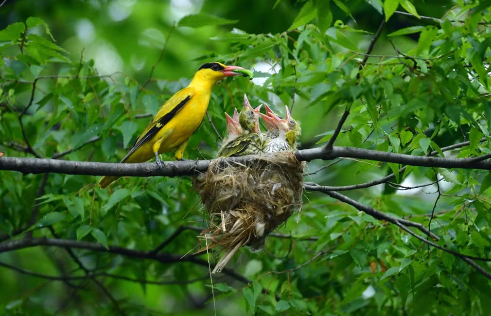Chim vàng anh gáy đen mớm thức ăn cho đàn con ở Namyangju, Hàn Quốc. (Nguồn Guardian)