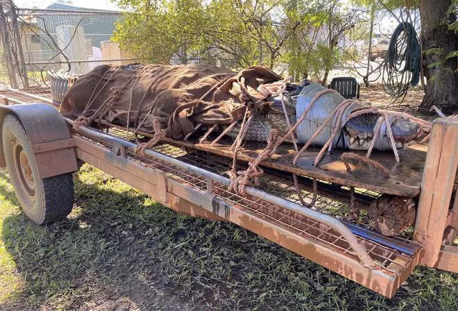 Nhân viên bảo tồn động vật hoang dã bắt được con cá sấu khổng lồ nặng 350kg ở Katherine, Australia. (Nguồn Guardian)