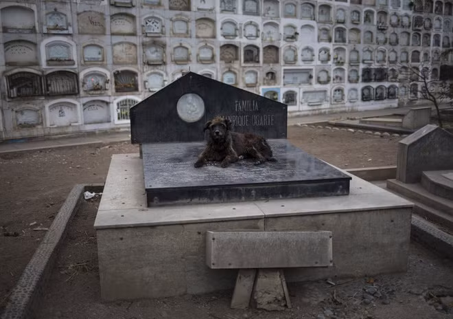 Chú chó nằm trên một ngôi mộ trong nghĩa trang El Angel ở thành phố Lima, Peru. (Nguồn Guardian)