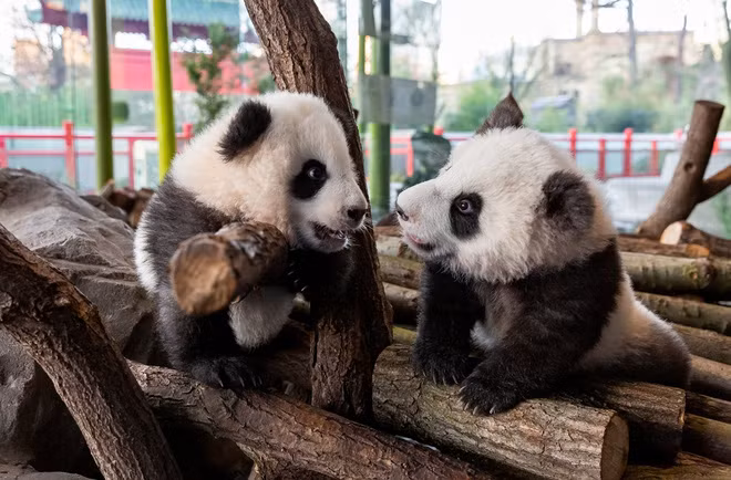 Gấu trúc con chơi đùa với nhau trong vườn thú ở thành phố Berlin, Đức. (Nguồn Guardian)