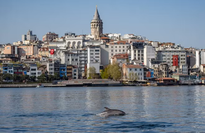 Cá heo bơi dọc eo biển Bosphorus ở thành phố Istanbul, Thổ Nhĩ Kỳ. Dịch Covid-19 khiến giao thông biển ở đây gần như ngừng hoạt động. (Nguồn Guardian)