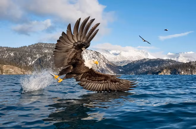 Chim đại bàng đầu trắng bắt cá dưới hồ ở Alaska, Mỹ. (Nguồn Guardian)