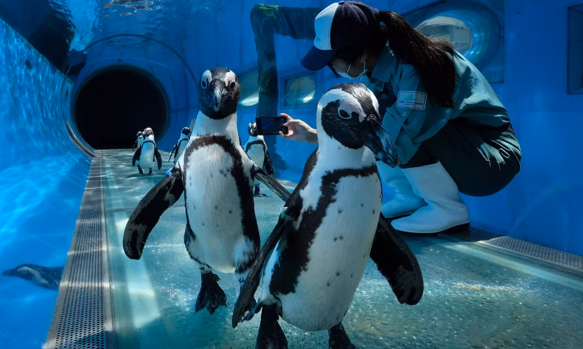 Chim cánh cụt đi dạo trong công viên hải dương Hakkeijima Sea Paradise ở thành phố Yokohama, Nhật Bản. (Nguồn Guardian)