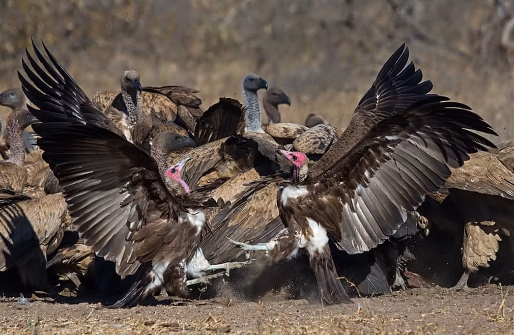 Đàn chim kền kền ăn thịt xác thối trong một khu bảo tồn ở Guiné-Bissau. (Nguồn Guardian)