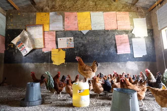 Gà được nuôi trong một lớp học chuyển thành trại chăn nuôi ở Wang’uru, Kenya. (Nguồn Guardian)