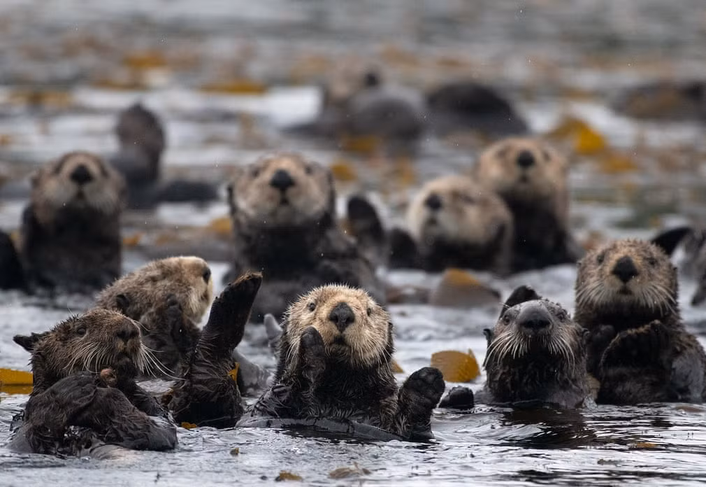 Những con rái cá biển ăn tảo bẹ tại vịnh Monterey, bang California, Mỹ. (Nguồn Guardian)