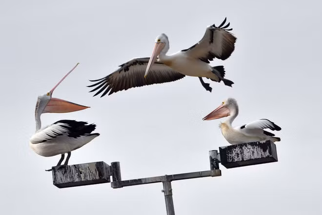 Chim bồ nông đậu trên bóng đèn đường phố ở thành phố Sydney, Australia. (Nguồn Guardian)