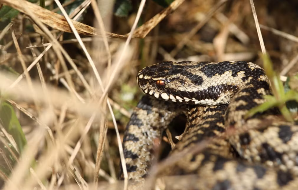 Rắn adder tắm nắng sớm trên bãi cỏ, sau thời gian ngủ đông. (Nguồn Guardian)