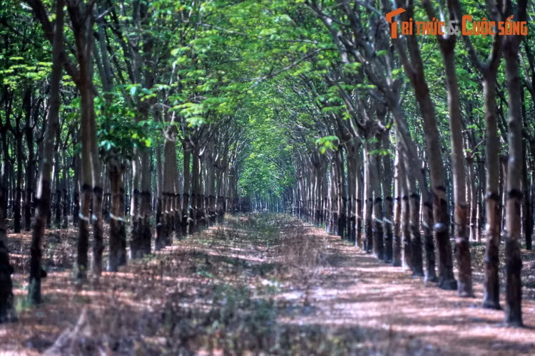 Các vườn điều trĩu quả, rừng cao su bạt ngàn... cũng là cảnh quan đặc trưng của Tây Ninh. Những nơi này là điểm đến đáng lựa chọn dành cho du khách ưa khám phá điều mới mẻ ở vùng đất cực Tây của Đông Nam Bộ.