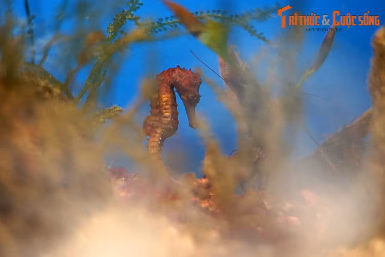 Một chú cá ngựa mặt trắng (Hippocampus kelloggi) trong bể nuôi ở Viện Hải dương học, thành phố Nha Trang. Trong tất cả các loài cá đã biết, cá ngựa được coi là nhóm cá kỳ lạ bậc nhất, với nhiều đặc điểm có 1-0-2 về hình dạng cũng như tập tính.