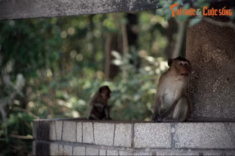  6. Rừng nguyên sinh. Trong khuôn viên Tòa Thánh còn bảo tồn một khoảng rừng nguyên sinh, có từ thời vùng đất này còn hoang sơ đầy cọp beo. Khu rừng nhỏ này là nơi sinh sống của khá nhiều khỉ.