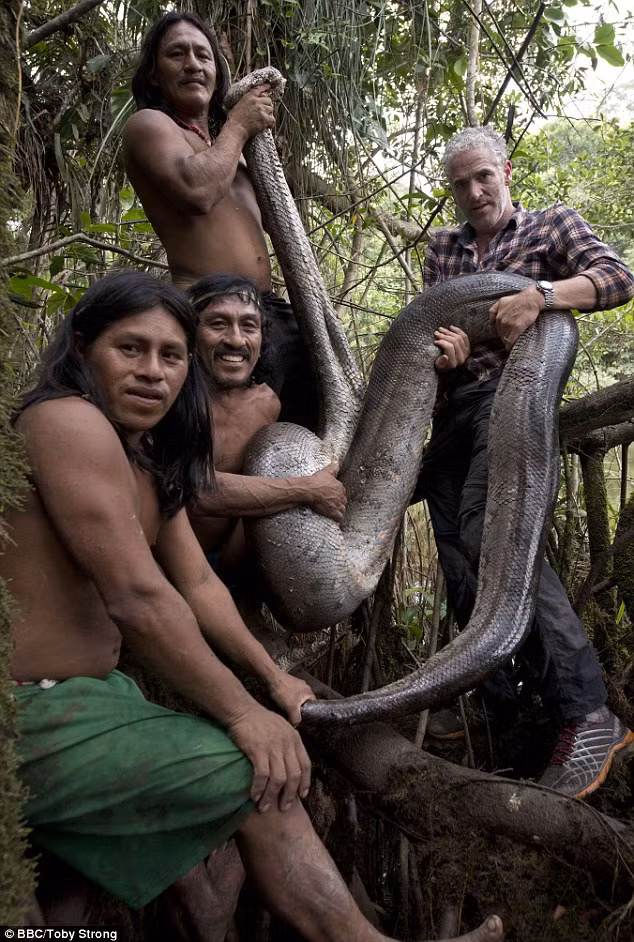 Gordon Buchanan, một người dẫn chương trình BBC đã phát hiện ra một con rắn khổng lồ dài tới hơn 5,1m được cho là con rắn lớn nhất thế giới, ở sâu trong rừng rậm Amazon trong khi ông đang quay chương trình về những bộ lạc ở đây. (Nguồn Dailymail)