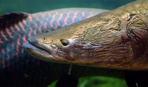 Cá hải tượng long Arapaimam, một trong những loài cá nước ngọt lớn nhất trên thế giới được phát hiện ở Amazon vào năm 1829. Cá hải tượng long có thể đạt đến độ dài hơn 2m, thậm chí còn có những con dài hơn 2,5m với trọng lượng lên tới 100kg. Kỷ lục có con cá hải tượng long nặng tới 200kg.