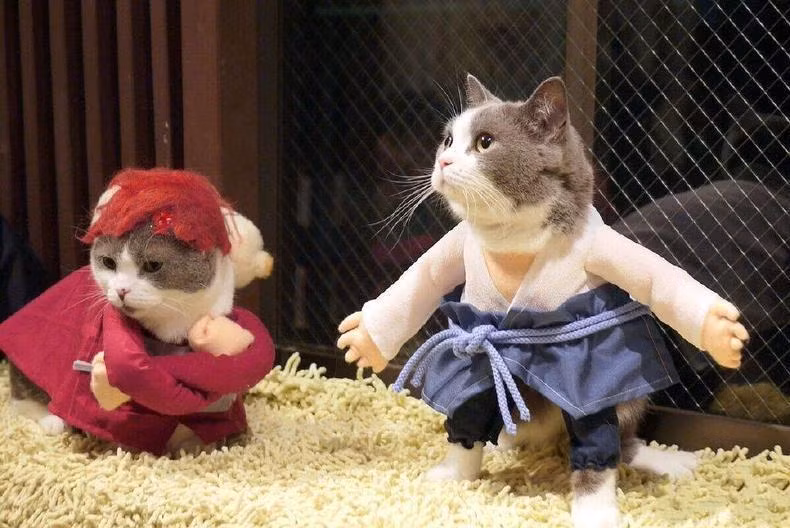 Những bộ quần áo cosplay tuy không đến mức cầu kỳ tinh tế nhưng cũng đủ biến những chú mèo cưng trở nên cực kỳ thu hút và hài hước.