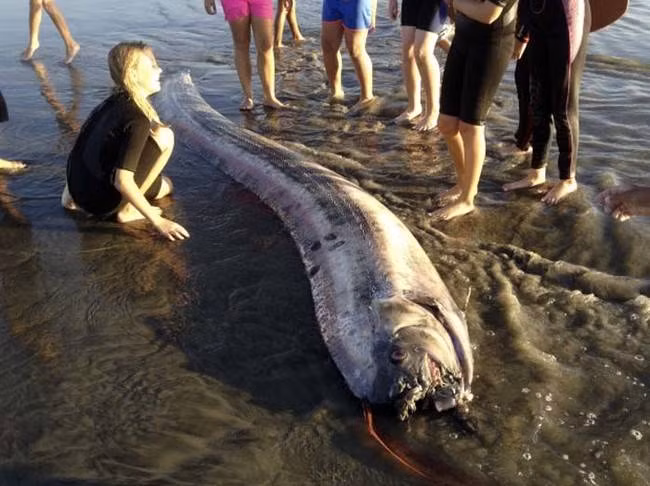 3. Cá oarfish khổng lồ, còn được gọi là cá mái chèo hay rồng biển, tên khoa học là Regalecus glesne, chúng có chiều dài cực khủng, lên đến hàng chục mét, được mệnh danh là loài cá có xương dài nhất thế giới.