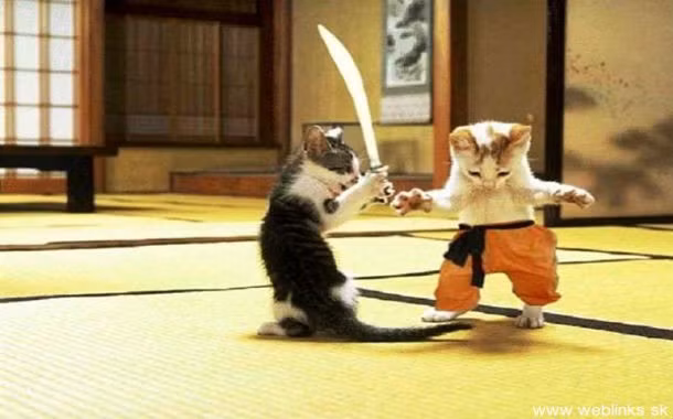 Những con mèo ninja được được đào tạo để trở thành những sát thủ siêu hạng. (Theo L25)