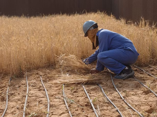 Những đường ống dẫn nước được đặt xen kẽ luống lúa mì. (Theo Sahara Forest Project)