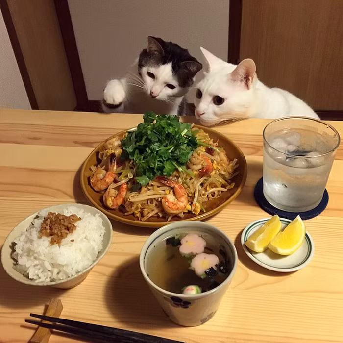 Thông thường, Hatchan và Oko rất yêu quý và quấn quít chủ nhân của mình, tuy nhiên cứ đến bữa ăn tối, hai chú mèo này lại tỏ ra khó chịu với chủ nhân của mình.