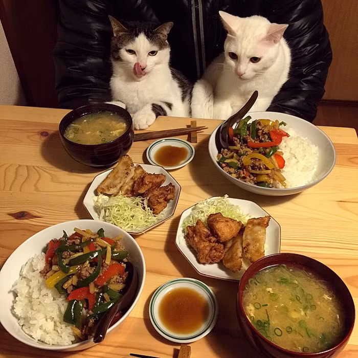 Oko đang nhìn chăm chú vào miếng thịt rán vàng ươm trên đĩa còn Hatchan dường như thèm muốn được nếm tất cả mọi món ăn trên bàn.
