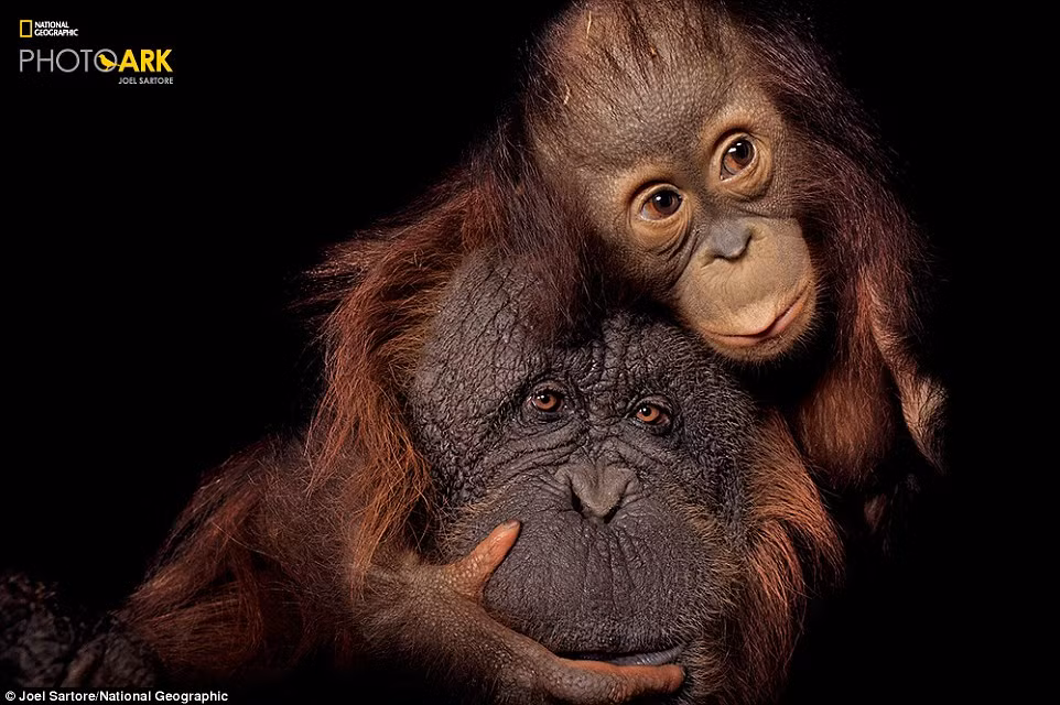 Joel Sartore đã bắt đầu dự án chụp ảnh chân dung cho 12.000 loài động vật quý hiếm cách đây hơn 10 năm. Tới nay, Joel đã chụp được hơn 5600 bức chân dung cho những loài động vật hoang dã có nguy cơ bị tuyệt chủng trước sự tàn phá thiên nhiên của con người. (Theo Dailymail)