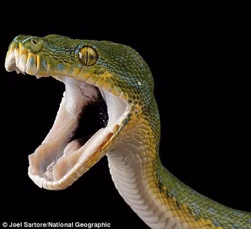 Dự án nhiếp ảnh của Joel Sartore có tên gọi là "Ark", ông đã làm việc liên tục trong hơn 10 năm qua và cho biết mình sẽ không dừng lại khi chụp đủ 12000 loài động vật hoang dã quý hiếm, mặc dù công việc vất vả này có thể khiến ông tiêu tốn mất khoảng 25 năm cuộc đời. (Theo Dailymail)