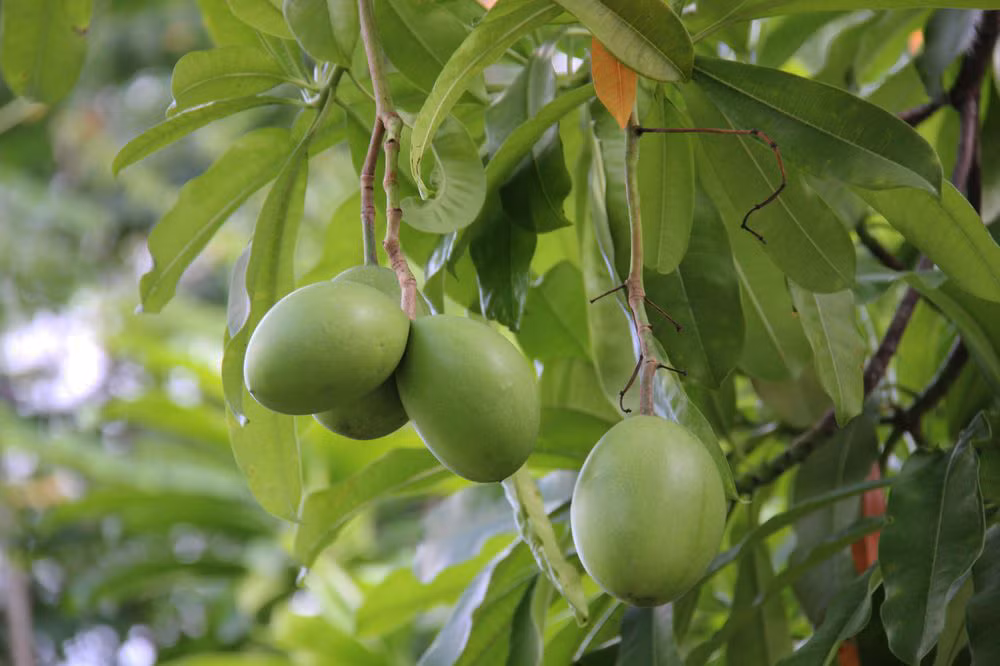 Hiện vẫn chưa có thuốc giải độc của cây tự tử nên số người chết do ăn nhầm, tự tử, bị giết bởi loài cây này vẫn tiếp tục tăng lên. (Nguồn: Viral)