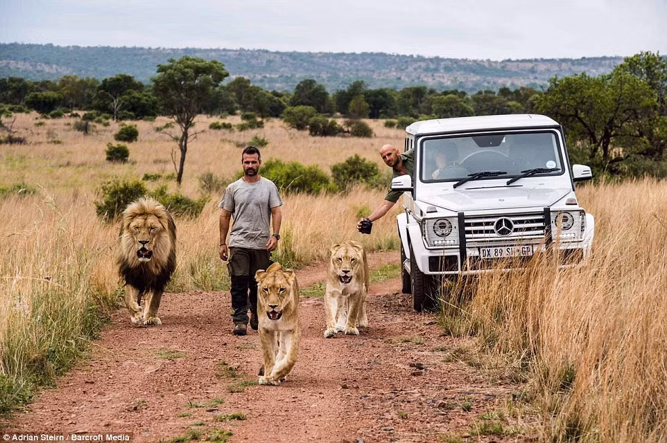 Ngoài Kevin Richardson, tất cả những người tham gia buổi chụp hình, kể cả nhiếp ảnh gia đều được bảo vệ trong những chiếc xe ô tô hoặc lồng sắt kiên cố.