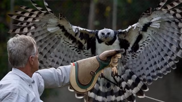 Đại bàng Harpy, sở hữu bộ móng vuốt lớn hơn so với móng vuốt của một số con gấu, có thể bẻ gãy, phá nát xương của con mồi một cách dễ dàng, Chỉ tấn công khi bị đe dọa nhưng cũng giống như đà điểu đầu mào, một khi tấn công, đại bàng Harpy sẽ khiến kẻ chọc vào nó phải hối hận cả đời. Nó có thể khiến con người gãy tay, gãy chân, thậm chí vỡ cả đầu. Con mồi chính của đại bàng Harpy là khỉ và lười. Tại một số địa phương ở Mexico, đại bàng Harpy được xem như một con vật huyền thoại. (Theo Rant)